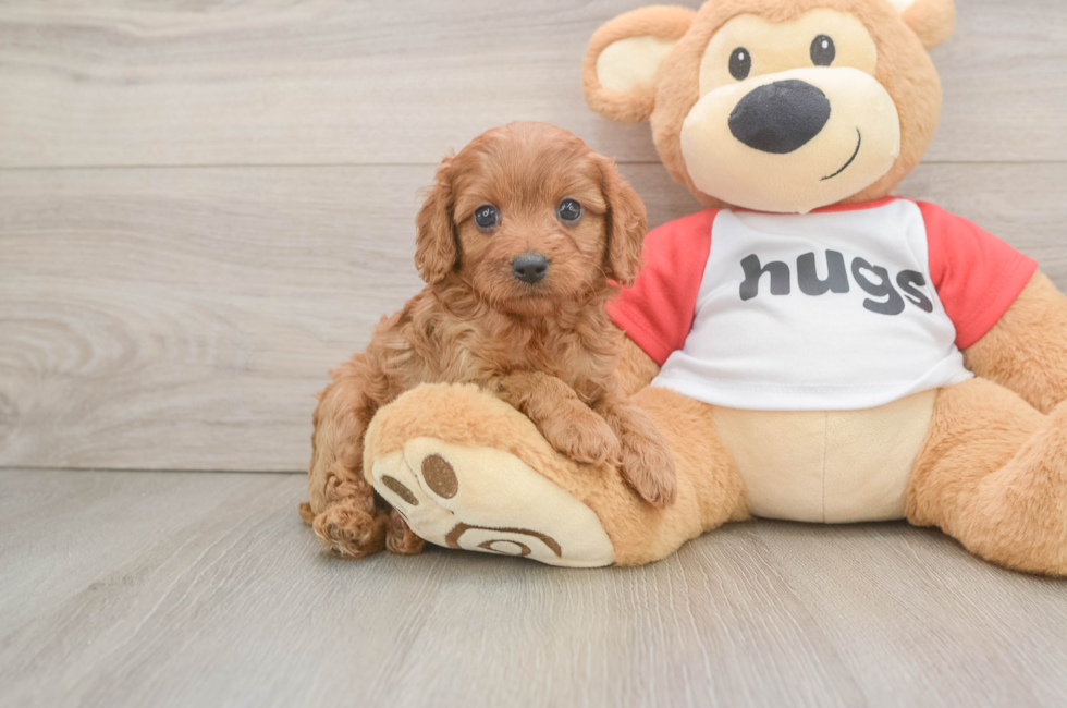 6 week old Cavapoo Puppy For Sale - Lone Star Pups