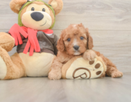 7 week old Cavapoo Puppy For Sale - Lone Star Pups