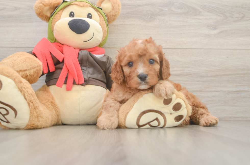 5 week old Cavapoo Puppy For Sale - Lone Star Pups