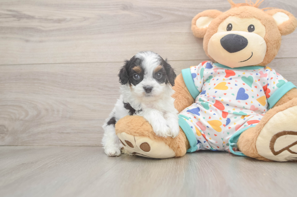 5 week old Cavapoo Puppy For Sale - Lone Star Pups