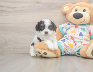 8 week old Cavapoo Puppy For Sale - Lone Star Pups 8 week old Cavapoo Puppy For Sale - Lone Star Pups