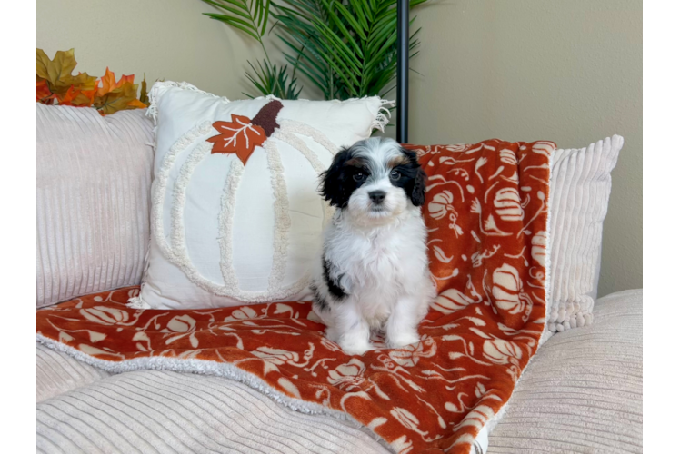 Cavapoo Puppy for Adoption