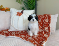 9 week old Cavapoo Puppy For Sale - Lone Star Pups