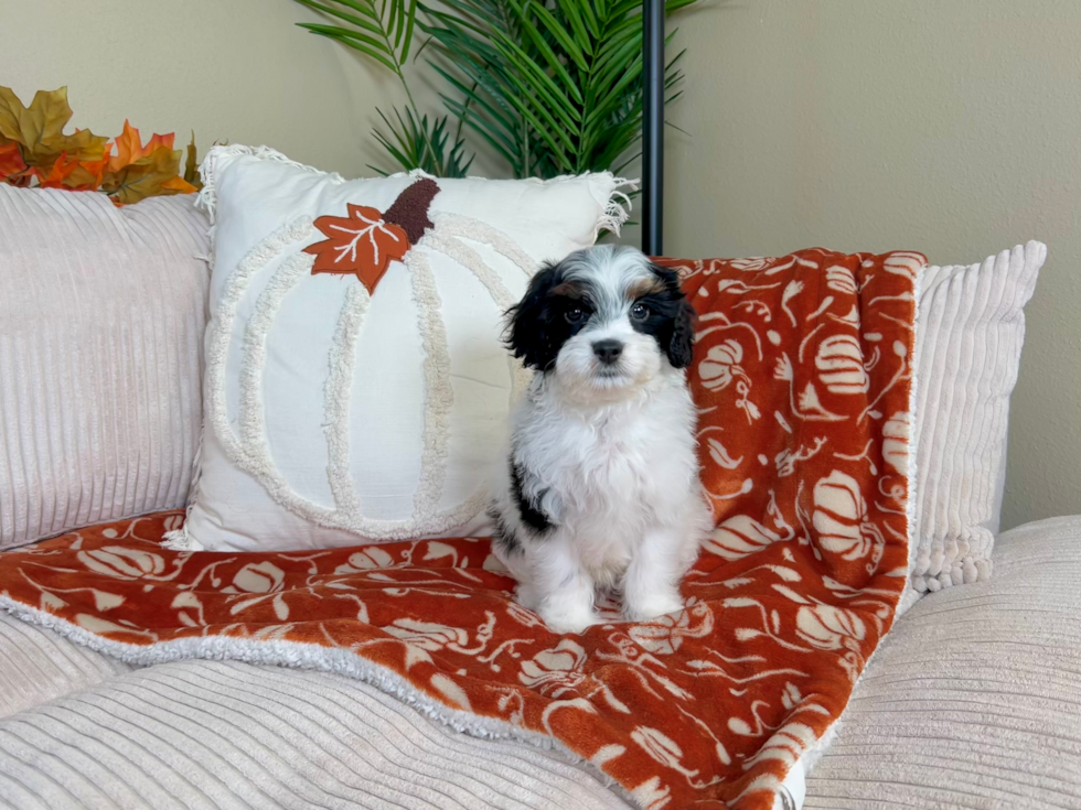 Cavapoo Puppy for Adoption