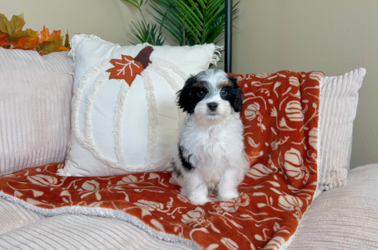 Cavapoo Puppy for Adoption