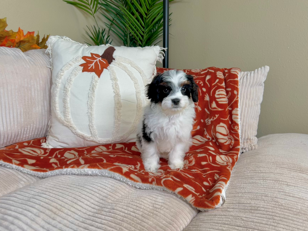 Cute Cavoodle Poodle Mix Puppy