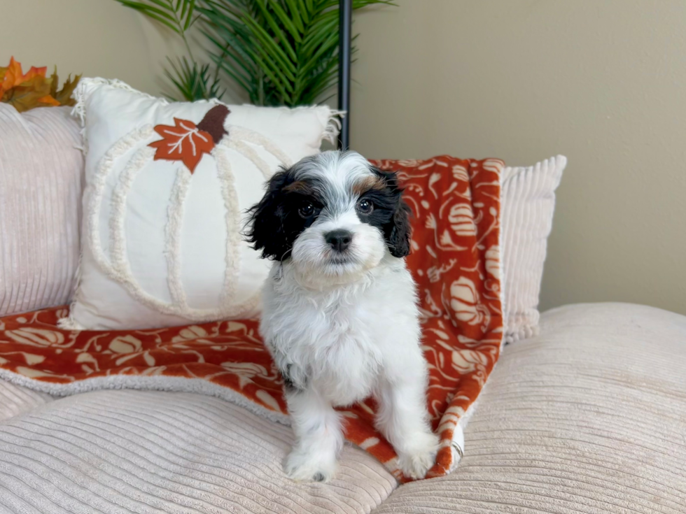 Cute Cavapoo Poodle Mix Pup