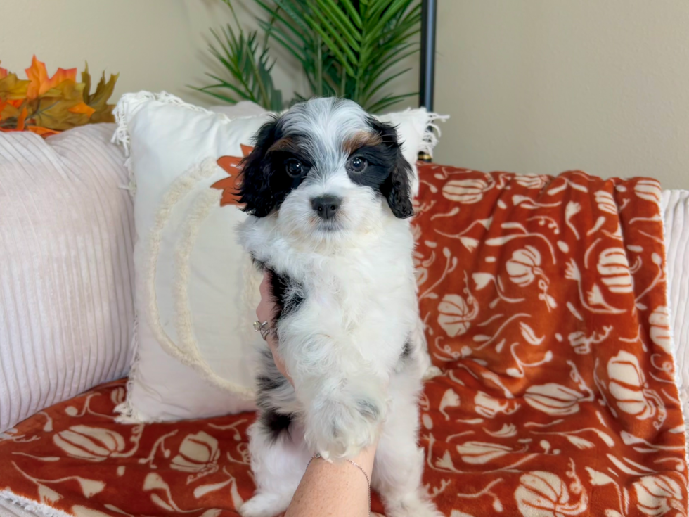Cute Cavapoo Poodle Mix Pup