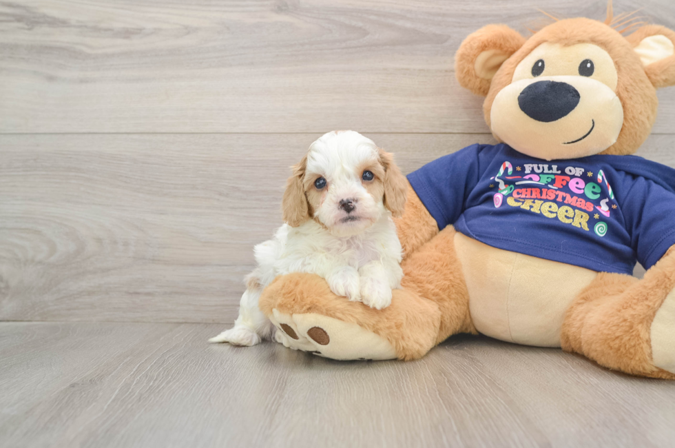 6 week old Cavapoo Puppy For Sale - Lone Star Pups