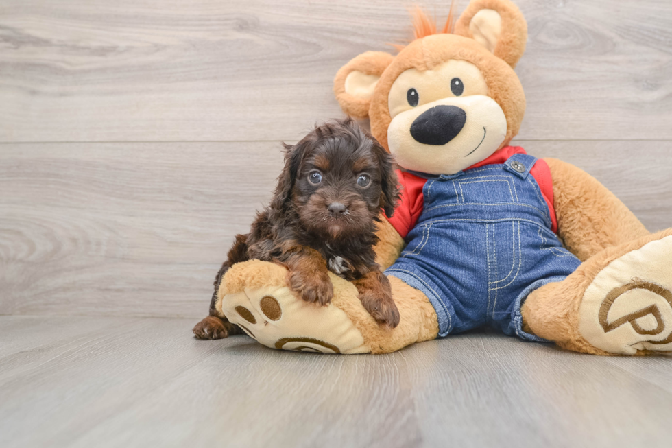Energetic Cavoodle Poodle Mix Puppy