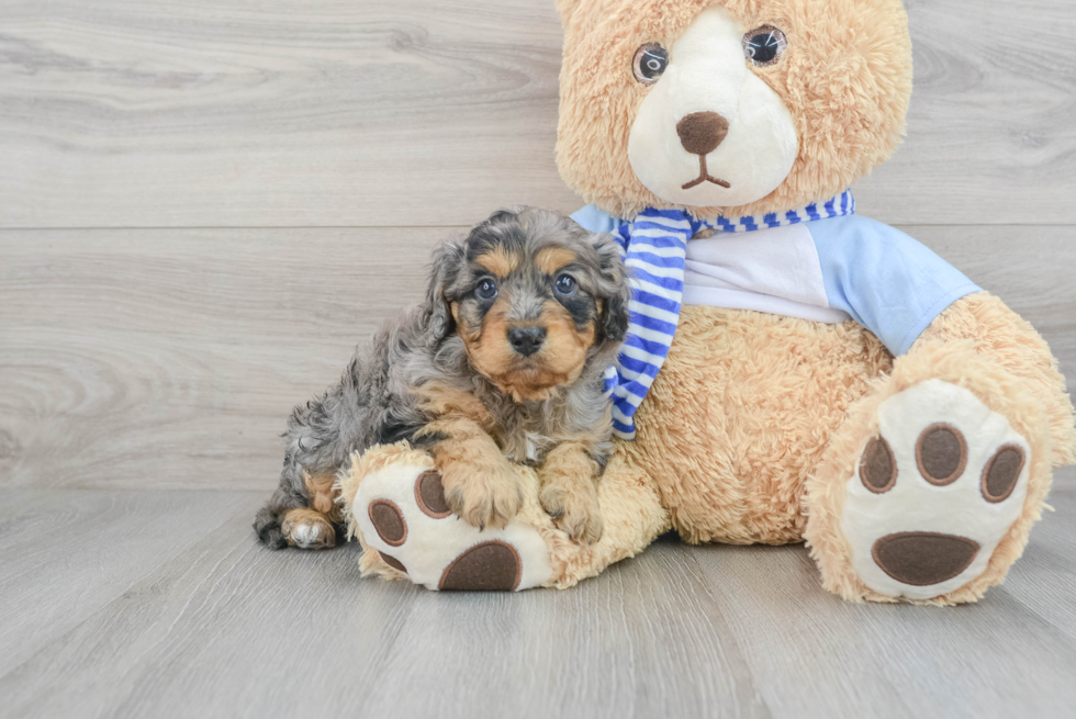 Best Cavapoo Baby