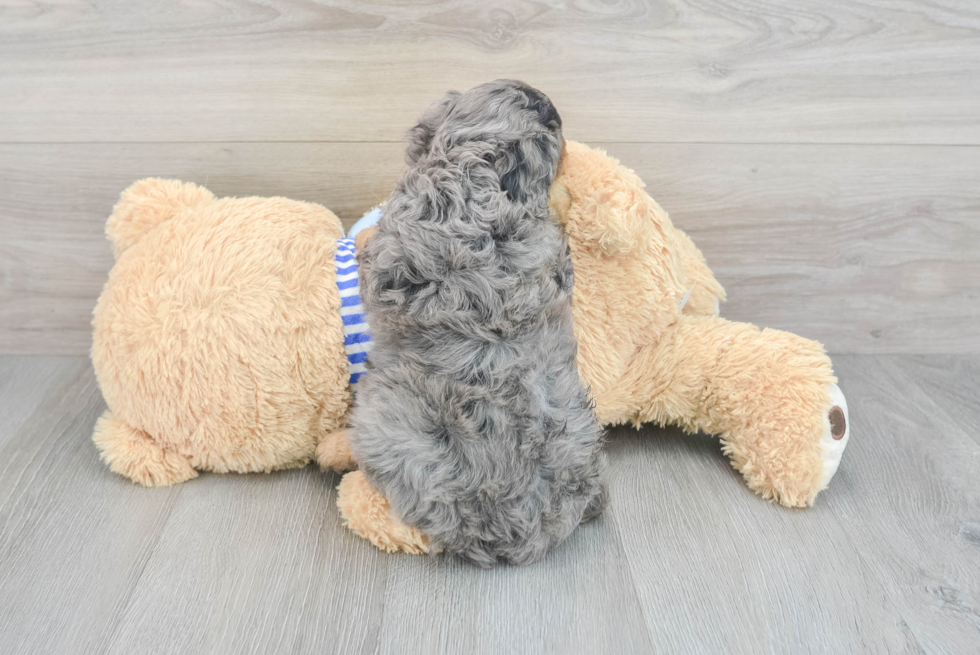 Best Cavapoo Baby