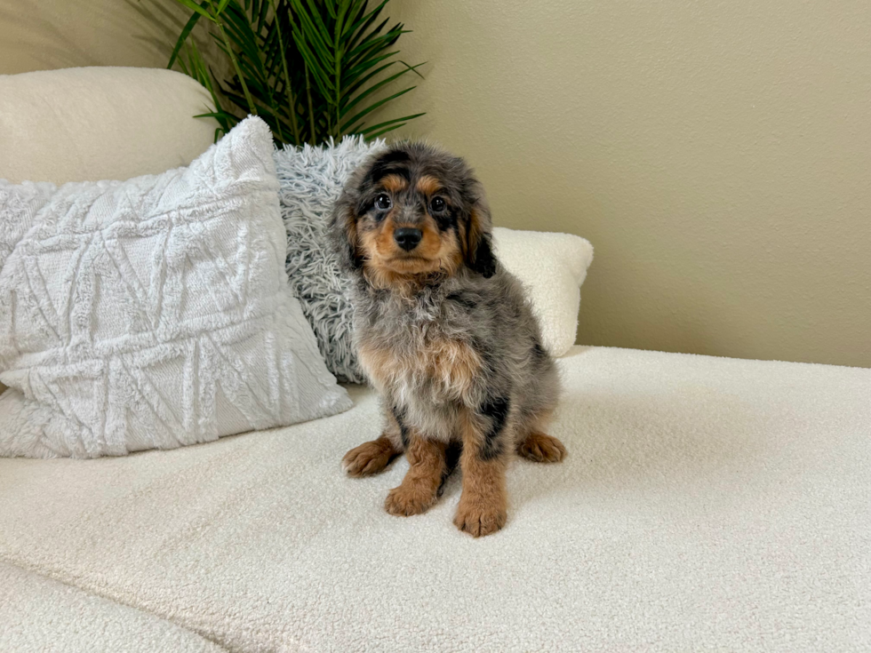 Cute Cavapoo Poodle Mix Pup