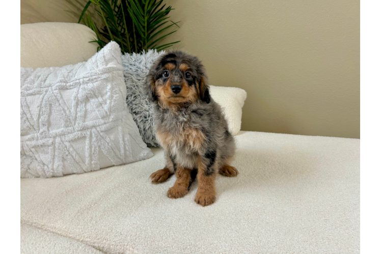Cavapoo Pup Being Cute
