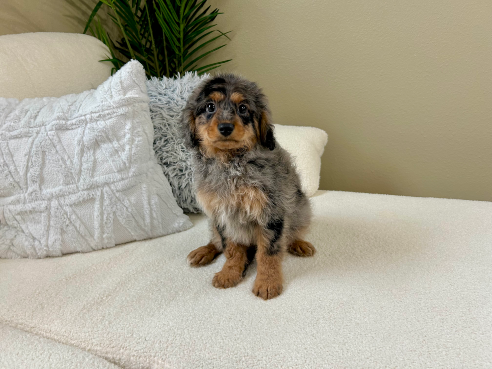 Cavapoo Pup Being Cute
