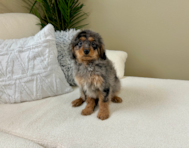 11 week old Cavapoo Puppy For Sale - Lone Star Pups