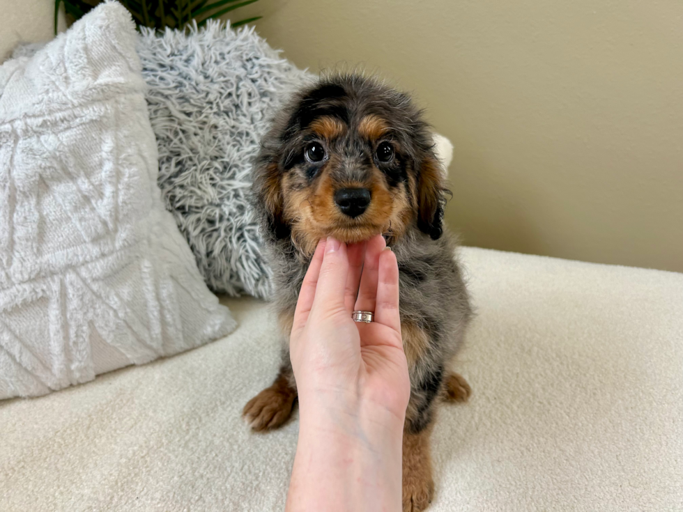 Cavapoo Pup Being Cute