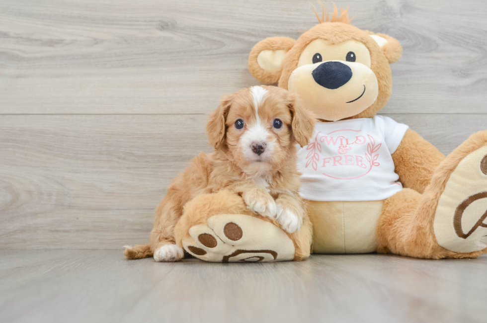 6 week old Cavapoo Puppy For Sale - Lone Star Pups