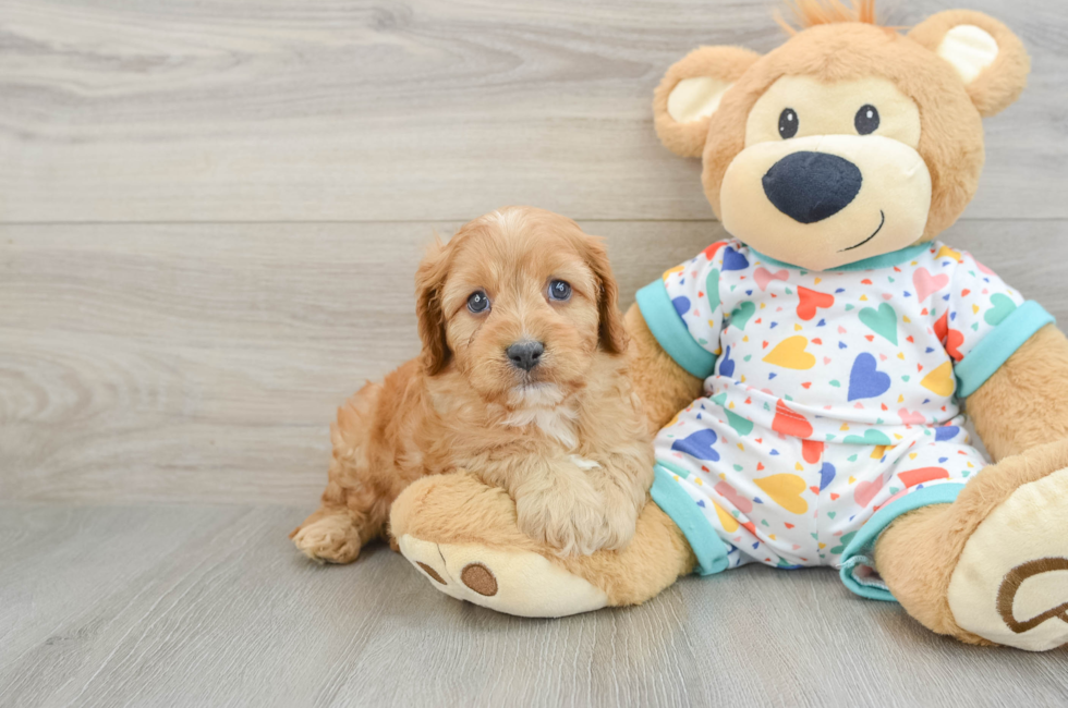 6 week old Cavapoo Puppy For Sale - Lone Star Pups