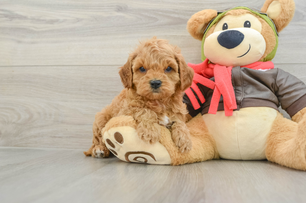 5 week old Cavapoo Puppy For Sale - Lone Star Pups