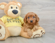 9 week old Cavapoo Puppy For Sale - Lone Star Pups