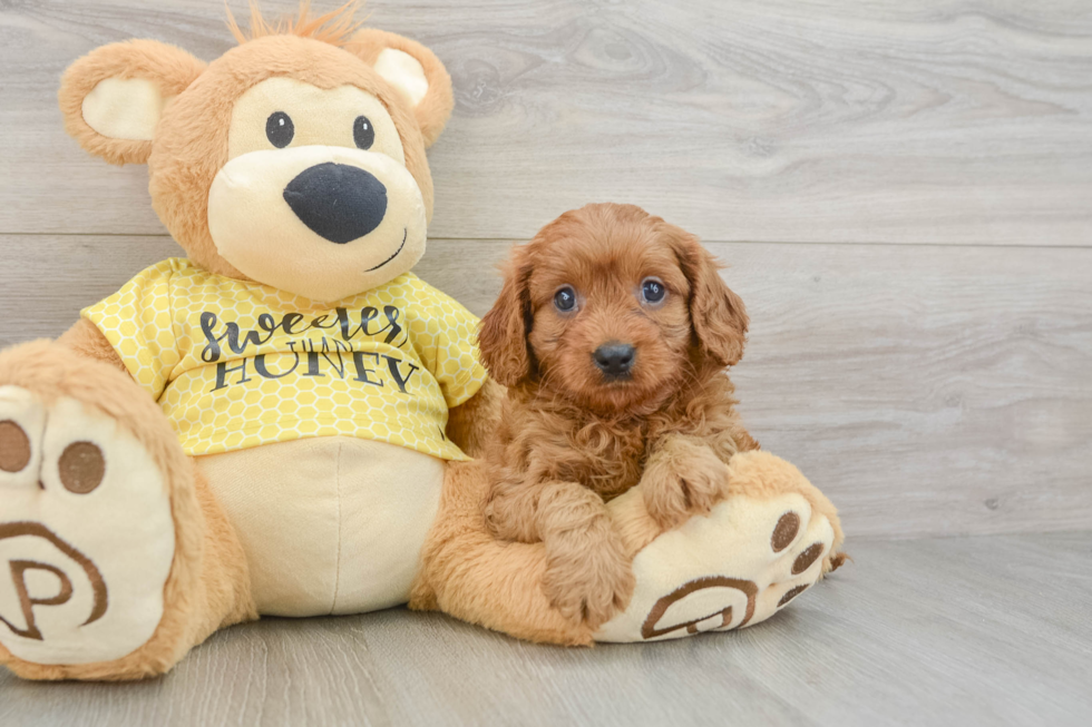 Fluffy Cavapoo Poodle Mix Pup