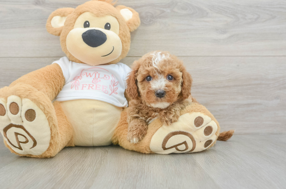 6 week old Cavapoo Puppy For Sale - Lone Star Pups