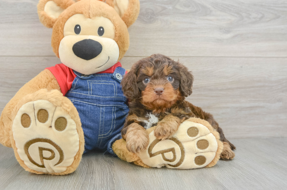 6 week old Cavapoo Puppy For Sale - Lone Star Pups