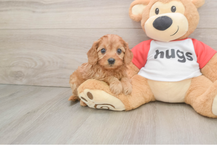 Cavapoo Puppy for Adoption