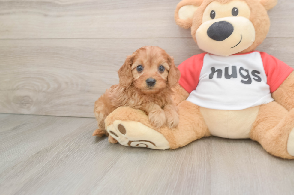 6 week old Cavapoo Puppy For Sale - Lone Star Pups