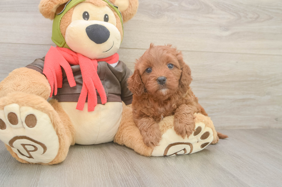 5 week old Cavapoo Puppy For Sale - Lone Star Pups