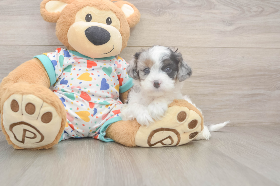 5 week old Cavapoo Puppy For Sale - Lone Star Pups