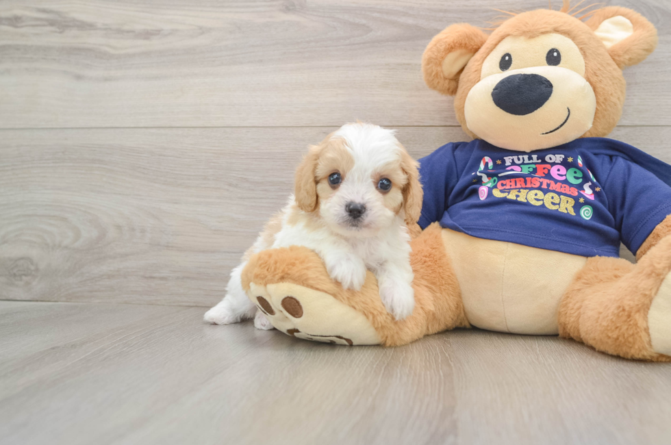 6 week old Cavapoo Puppy For Sale - Lone Star Pups