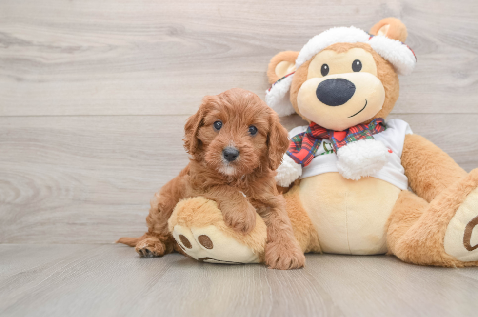 5 week old Cavapoo Puppy For Sale - Lone Star Pups
