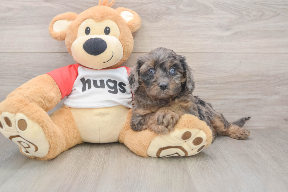 Cavapoo Puppy for Adoption