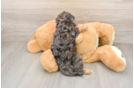 Cute Cavapoo Baby