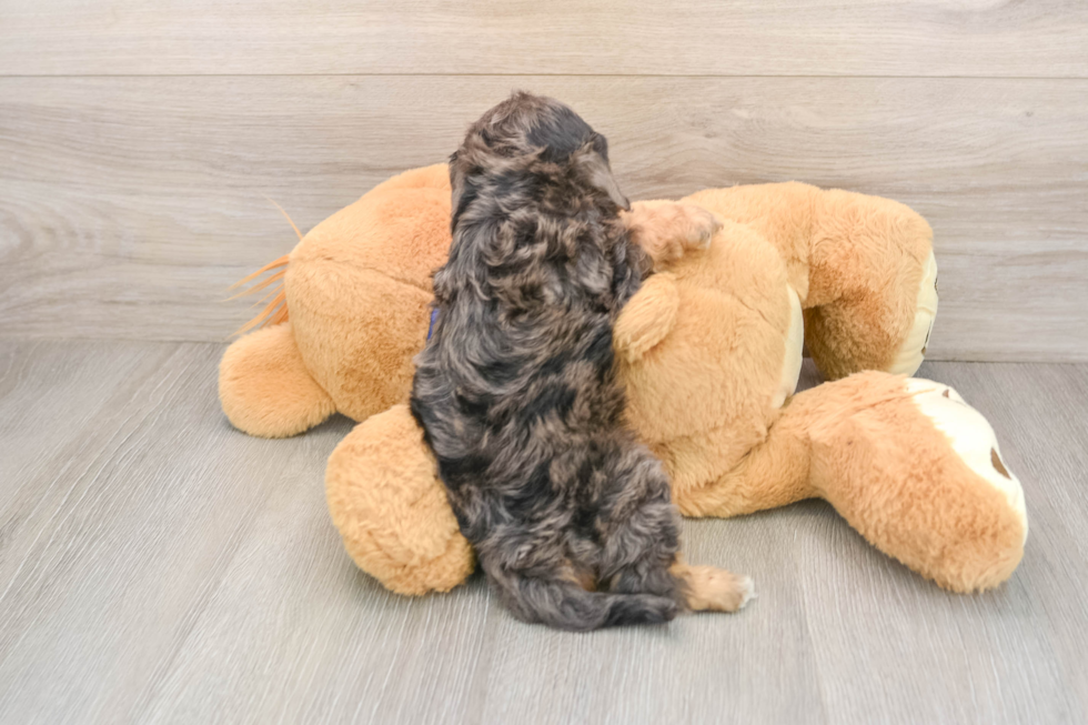 Cute Cavapoo Baby