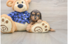 Cavapoo Puppy for Adoption