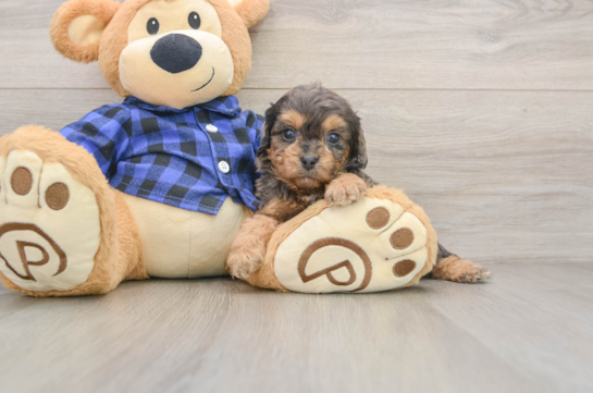 FLASH, a Cavapoo littermate