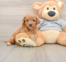 8 week old Cavapoo Puppy For Sale - Lone Star Pups