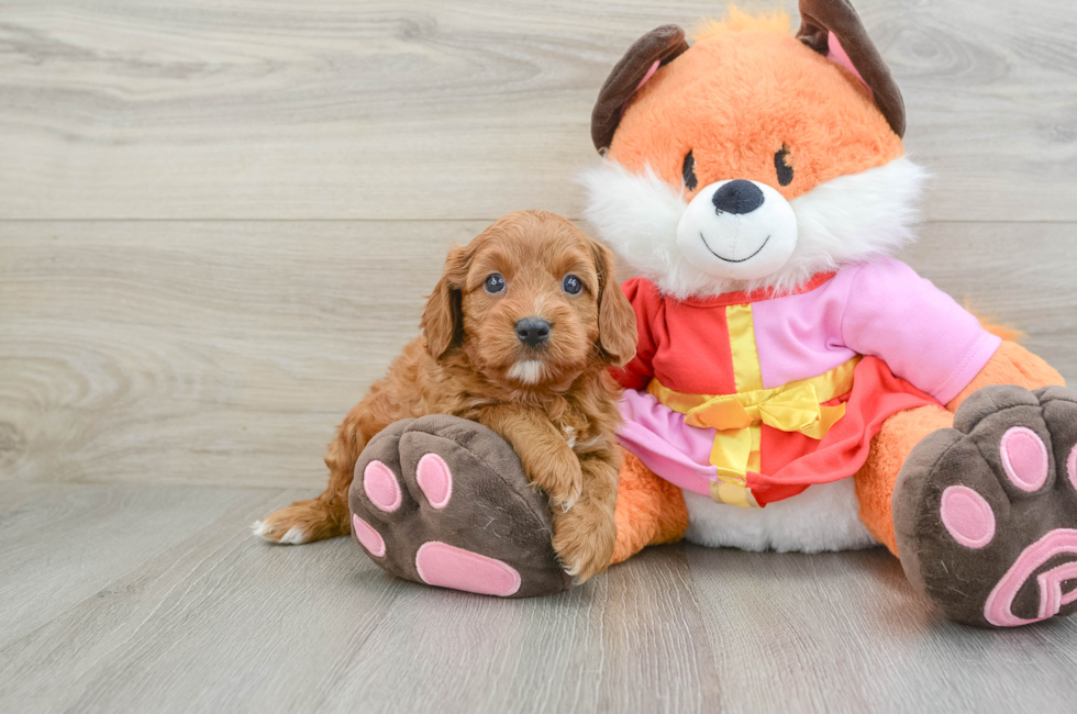 5 week old Cavapoo Puppy For Sale - Lone Star Pups