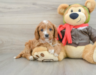 8 week old Cavapoo Puppy For Sale - Lone Star Pups