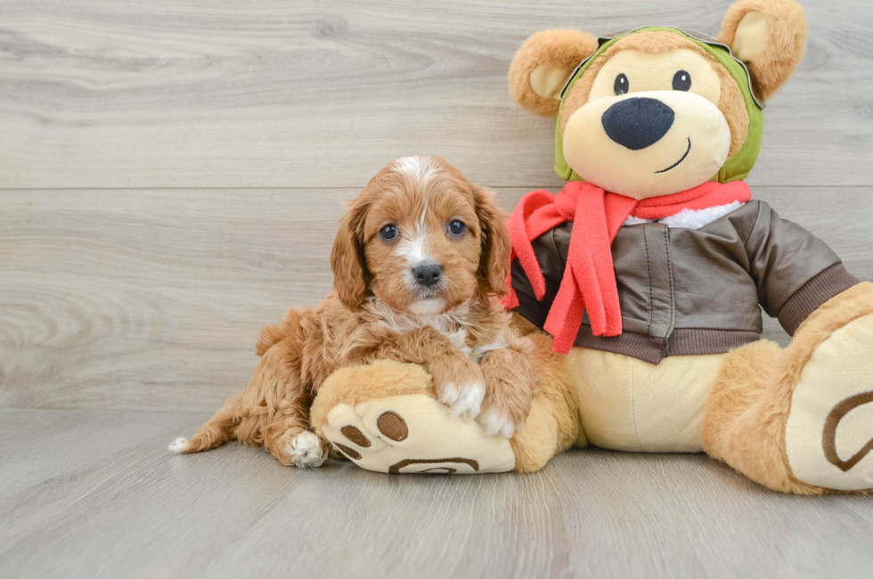 6 week old Cavapoo Puppy For Sale - Lone Star Pups