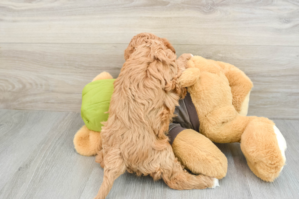 Smart Cavapoo Poodle Mix Pup