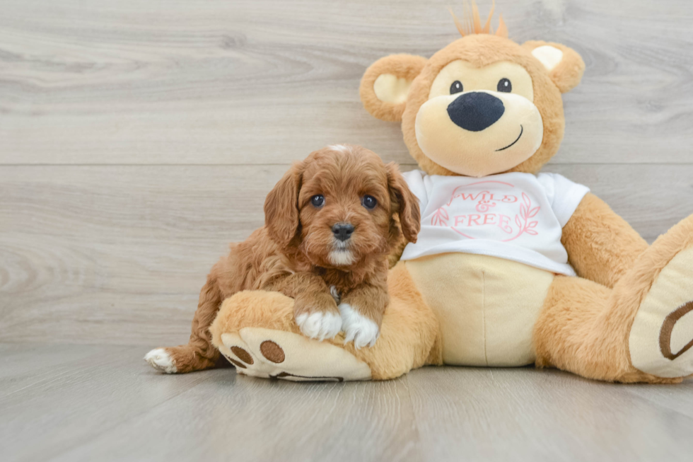 Little Cavipoo Poodle Mix Puppy