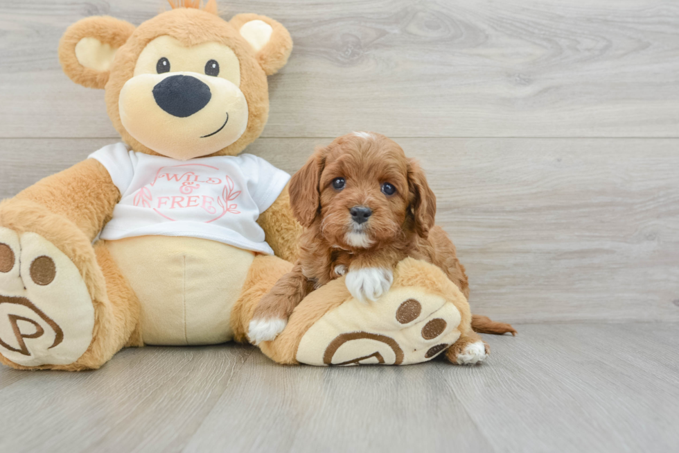 Small Cavapoo Baby