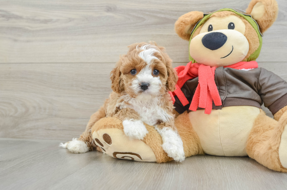 5 week old Cavapoo Puppy For Sale - Lone Star Pups