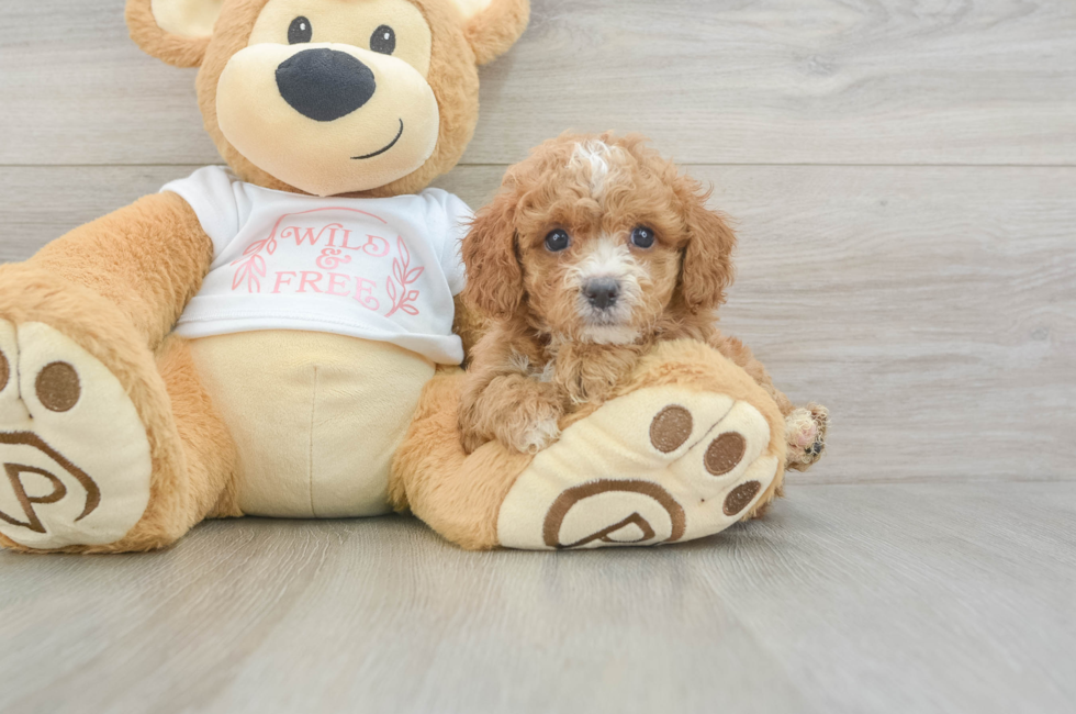 6 week old Cavapoo Puppy For Sale - Lone Star Pups