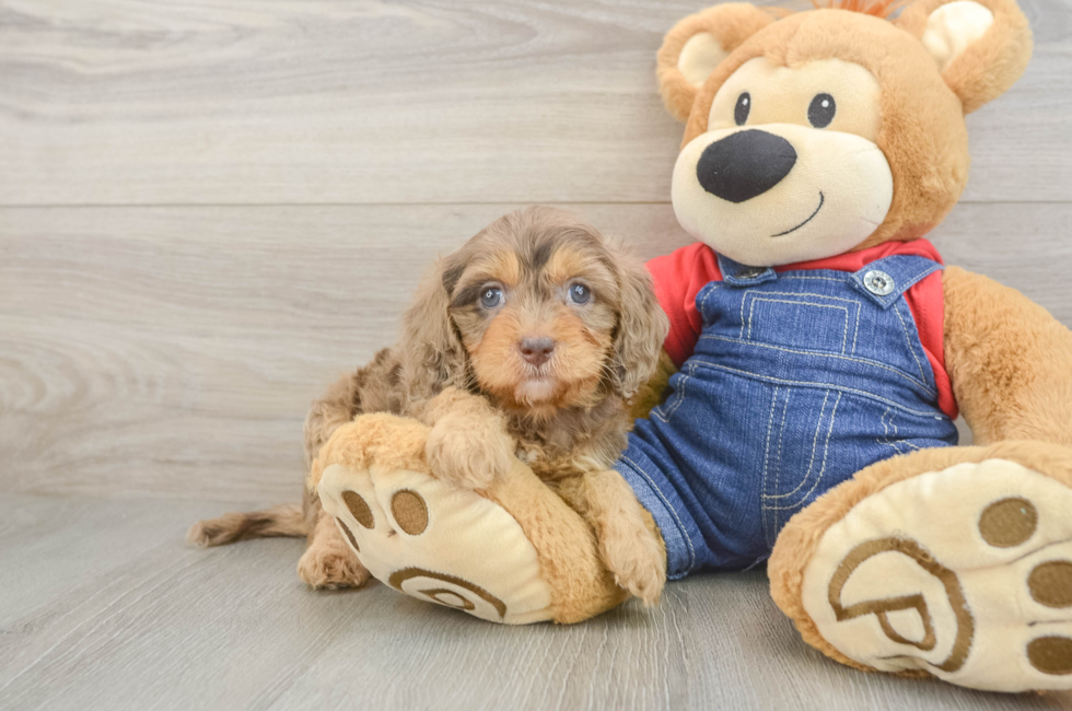 5 week old Cavapoo Puppy For Sale - Lone Star Pups
