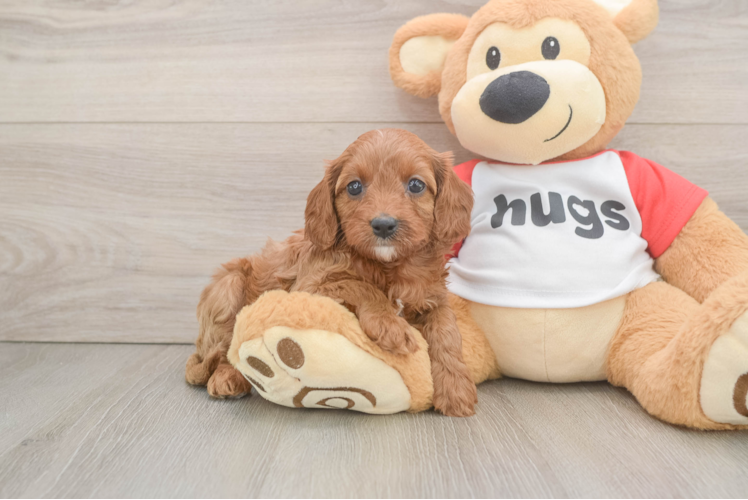 Smart Cavapoo Poodle Mix Pup